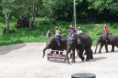 /album/camp-des-elephants-spectacle/fred4887-jpg/