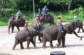 /album/camp-des-elephants-spectacle/fred4907-jpg/