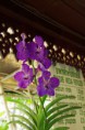 /album/sai-nam-phung-orchid/fred5173-jpg/